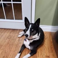Banfield Pet Hospital ico