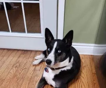 Banfield Pet Hospital