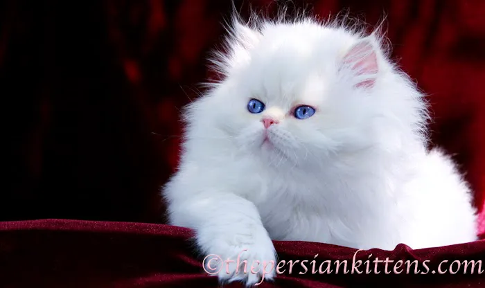 PERSIAN KITTENS 12