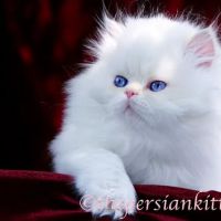 PERSIAN KITTENS ico