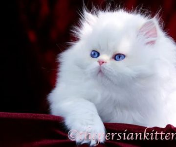 PERSIAN KITTENS