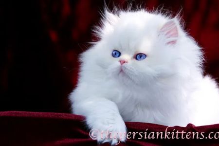 PERSIAN KITTENS