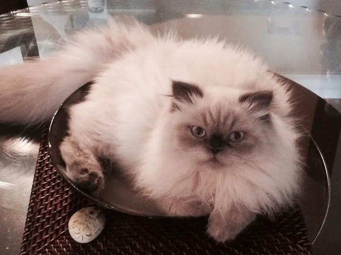PERSIAN KITTENS 12