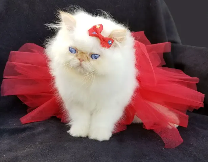 PERSIAN KITTENS 12
