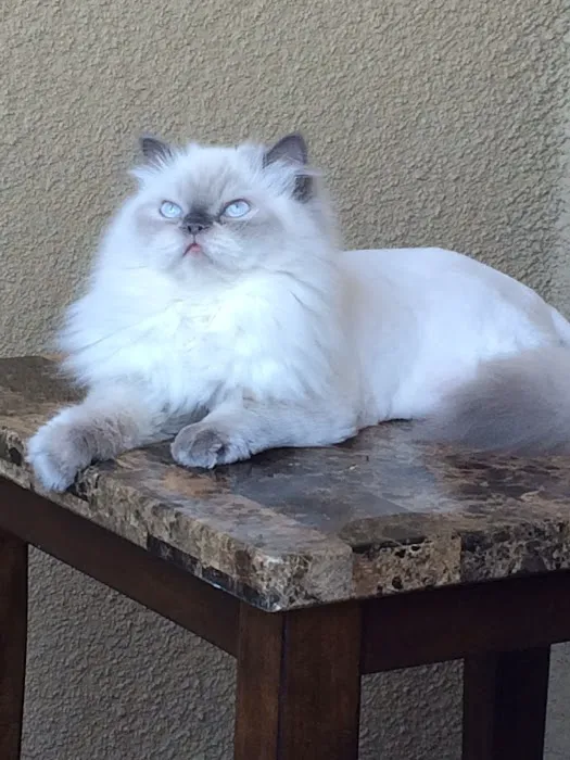 PERSIAN KITTENS 12