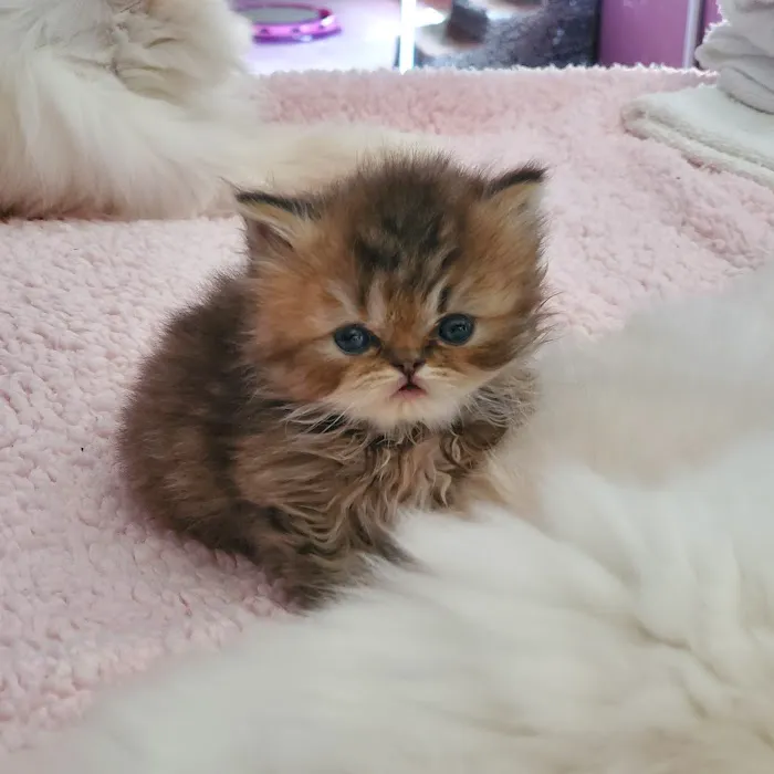 PERSIAN KITTENS 12