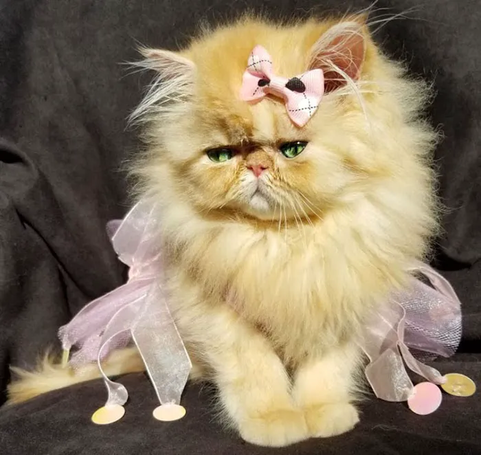 PERSIAN KITTENS 12