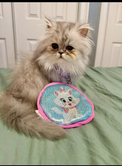 PERSIAN KITTENS 12