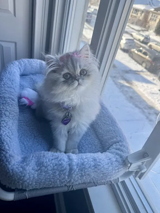 PERSIAN KITTENS 12