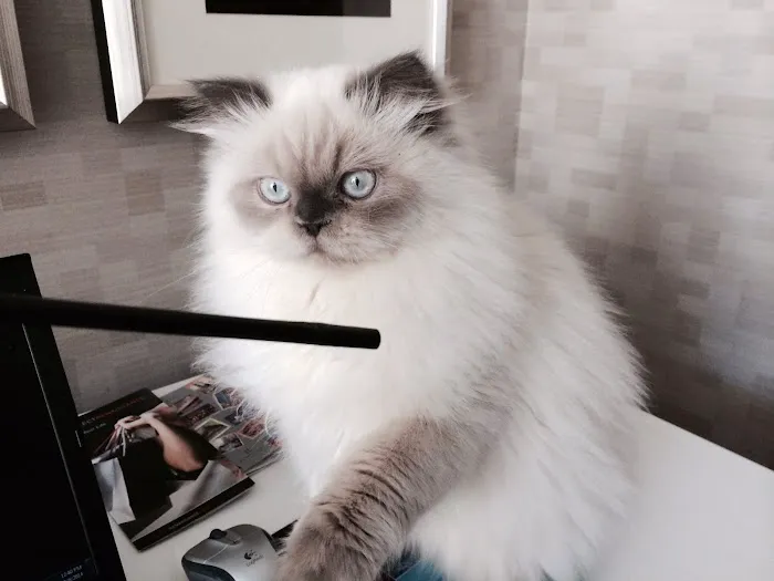 PERSIAN KITTENS 12