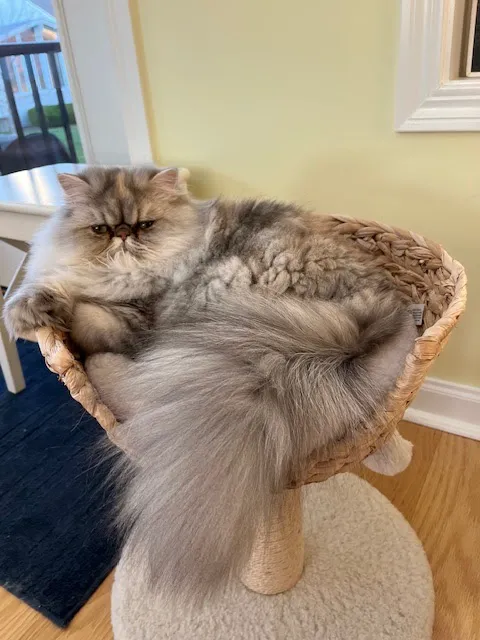 PERSIAN KITTENS 12