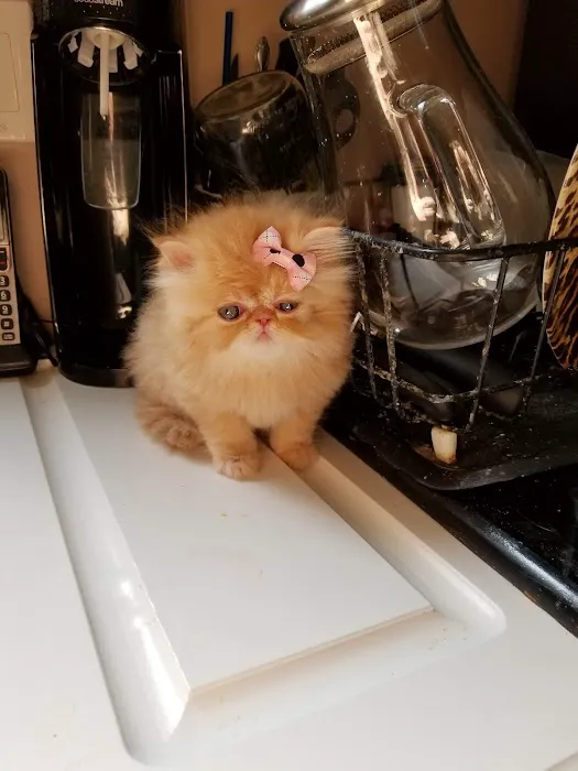 THE PERSIAN CATS 12