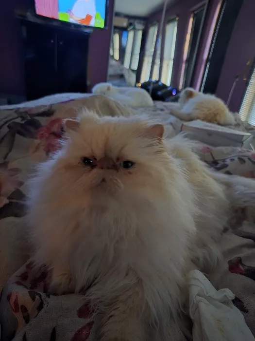 THE PERSIAN CATS 12