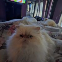THE PERSIAN CATS ico