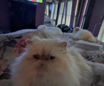 THE PERSIAN CATS