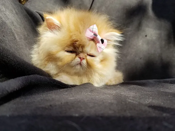 THE PERSIAN CATS 12