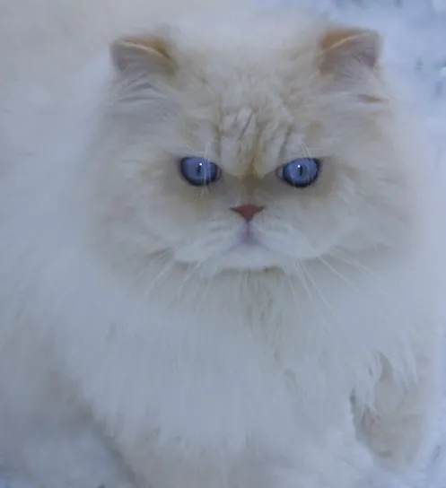 THE PERSIAN CATS 12