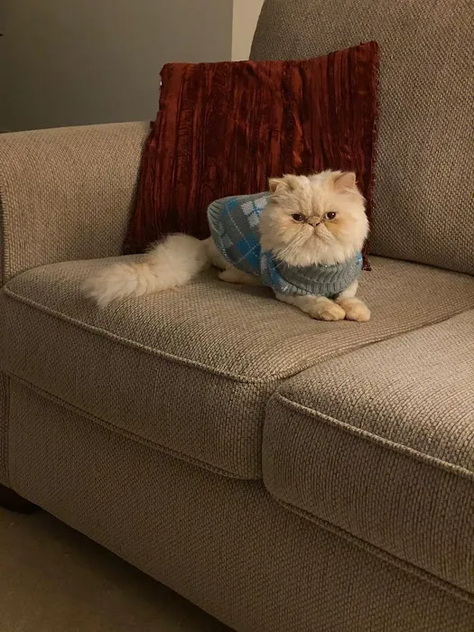 THE PERSIAN CATS 12