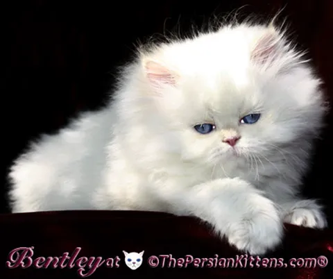 THE PERSIAN CATS 12