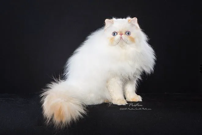 THE PERSIAN CATS 12