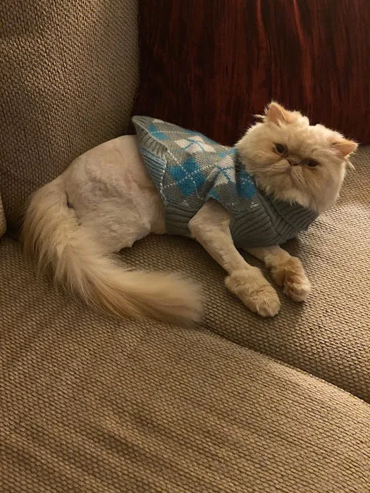 THE PERSIAN CATS 12