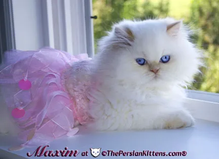 THE PERSIAN CATS 12