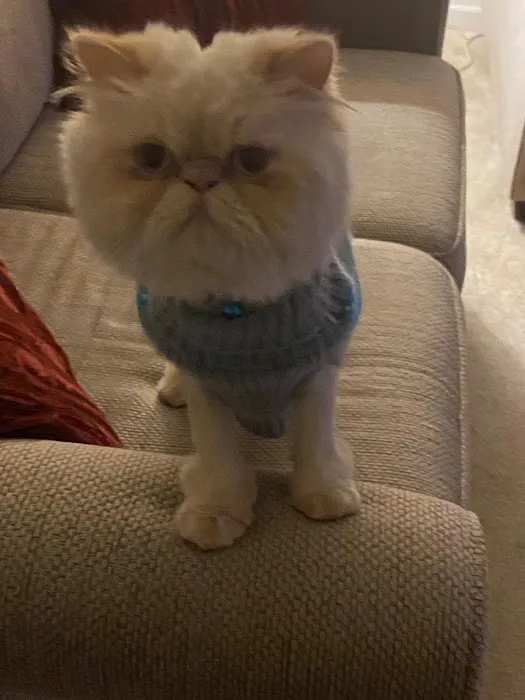 THE PERSIAN CATS 12