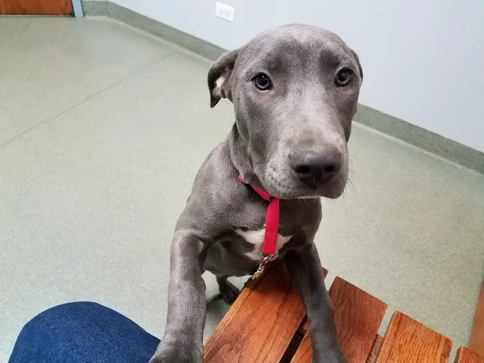 Bartlett Animal Hospital 8