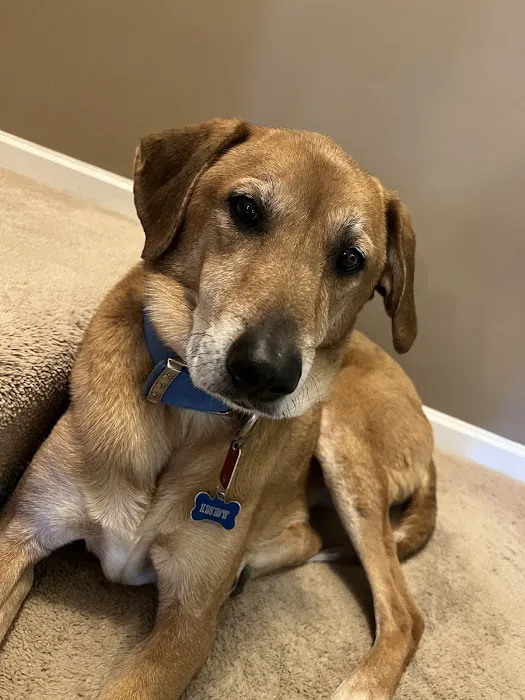 Bartlett Animal Hospital 1