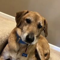 Bartlett Animal Hospital ico