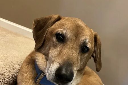 Bartlett Animal Hospital