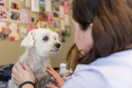 Ondera Veterinary Services