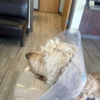Army Trail Animal Hospital LLC ico