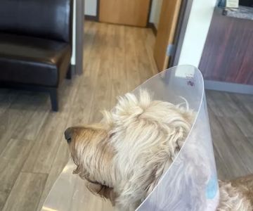 Army Trail Animal Hospital LLC