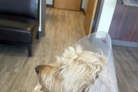 Army Trail Animal Hospital LLC