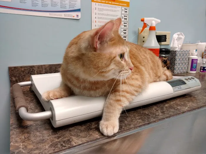 Army Trail Animal Hospital LLC 12
