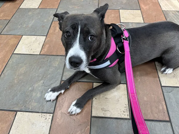 Animal Medical Center of Itasca 12
