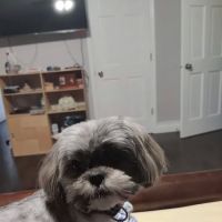Carol Stream Animal Hospital ico