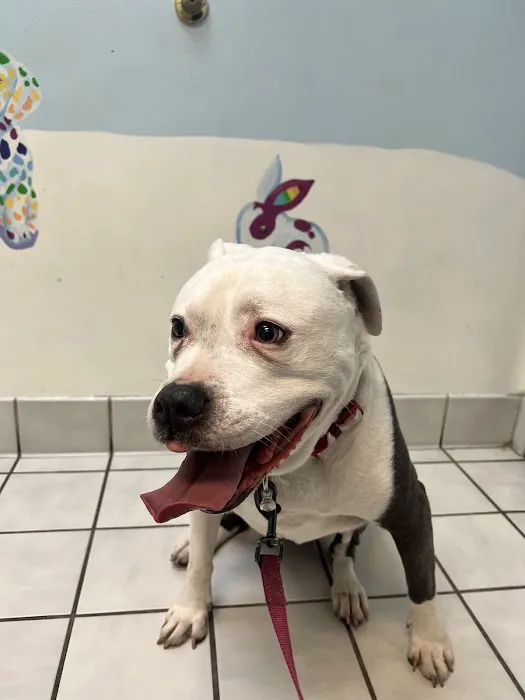 Carol Stream Animal Hospital 12