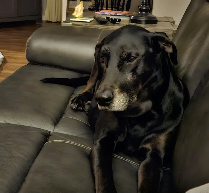 Carol Stream Animal Hospital 12
