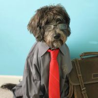 County Line Animal Hospital ico