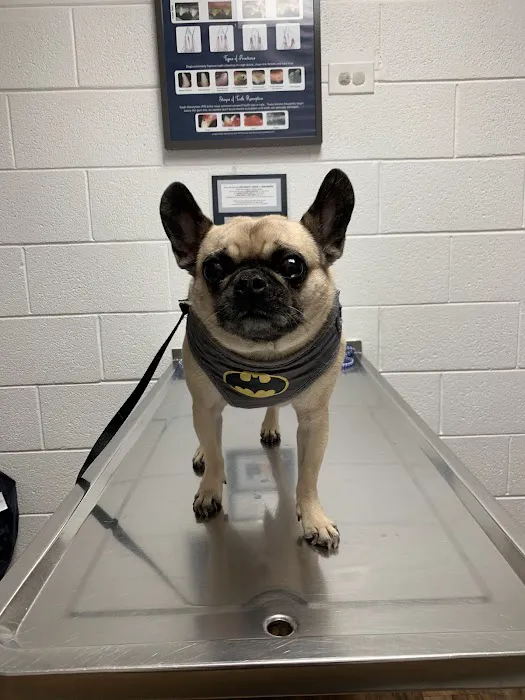 County Line Animal Hospital 7