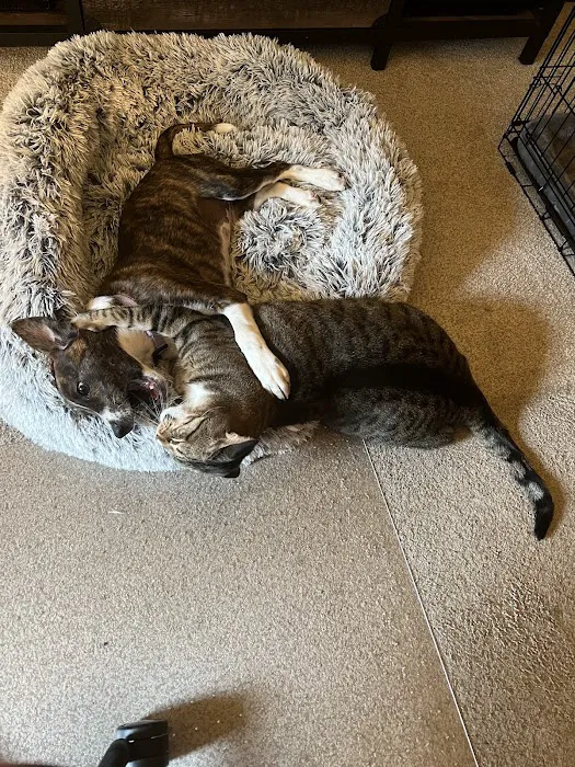 VCA Naper Ridge Animal Hospital 12