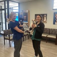 VCA Naper Ridge Animal Hospital ico