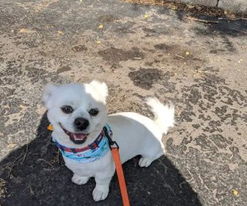 VCA Bolingbrook Animal Hospital