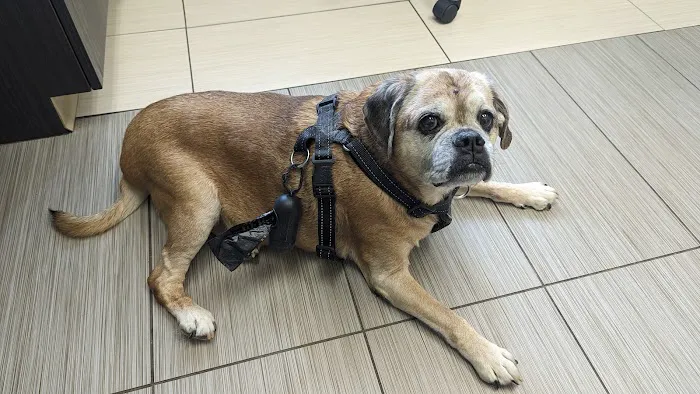 VCA Bolingbrook Animal Hospital 5