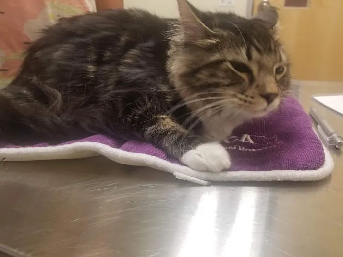 VCA Bolingbrook Animal Hospital 4