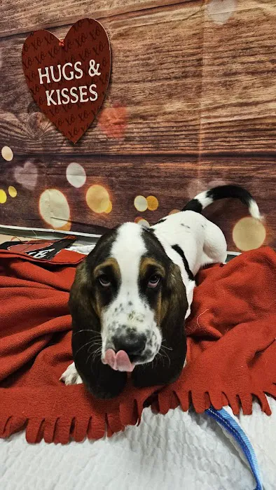 VCA Bolingbrook Animal Hospital 7