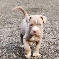 Warrenville Grove Animal Hospital ico