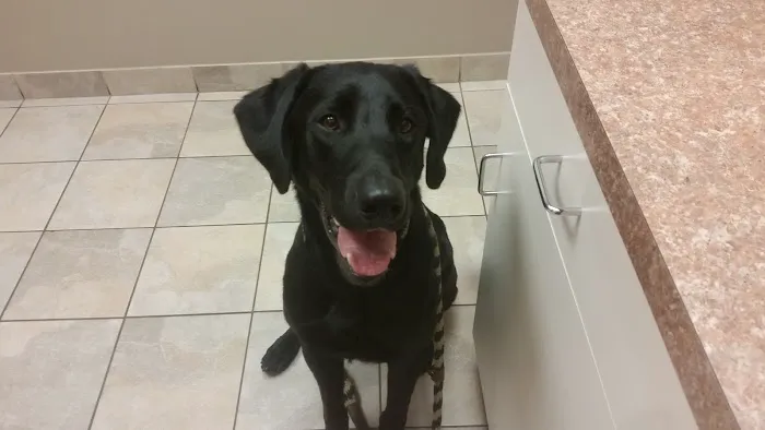 Warrenville Grove Animal Hospital 12